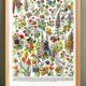 Affiche sur les fleurs "amarante", d'après une lithographie de 1928