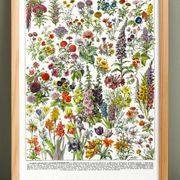 Affiche sur les fleurs "amarante", d'après une lithographie de 1928
