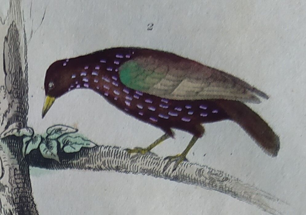 Planche Ornithologique originale " Pique bœuf - Etourneau vulgaire - &c... " Buffon 1836
