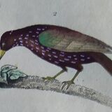Original Ornithological plate " Pique boeuf - Etourneau vulgaire - &c... " Buffon (1836)
