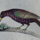 Original ornithological plate "Oxpecker - Common Starling - &c..." Buffon 1836