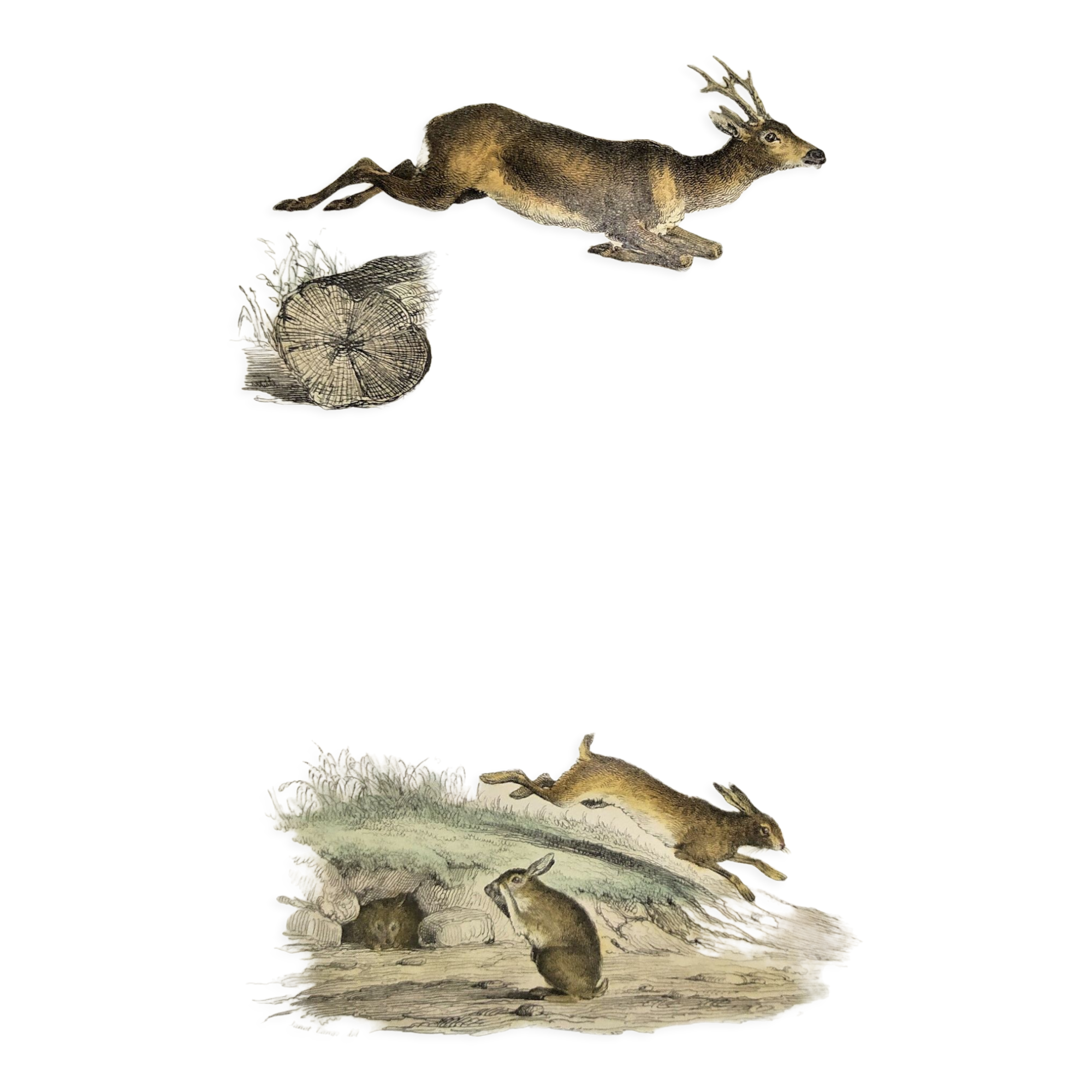 ORIGINAL ZOOLOGICAL PLATE OF 1839 " Deer, Hare,....