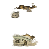 ORIGINAL ZOOLOGICAL PLATE OF 1839 " Deer, Hare,....