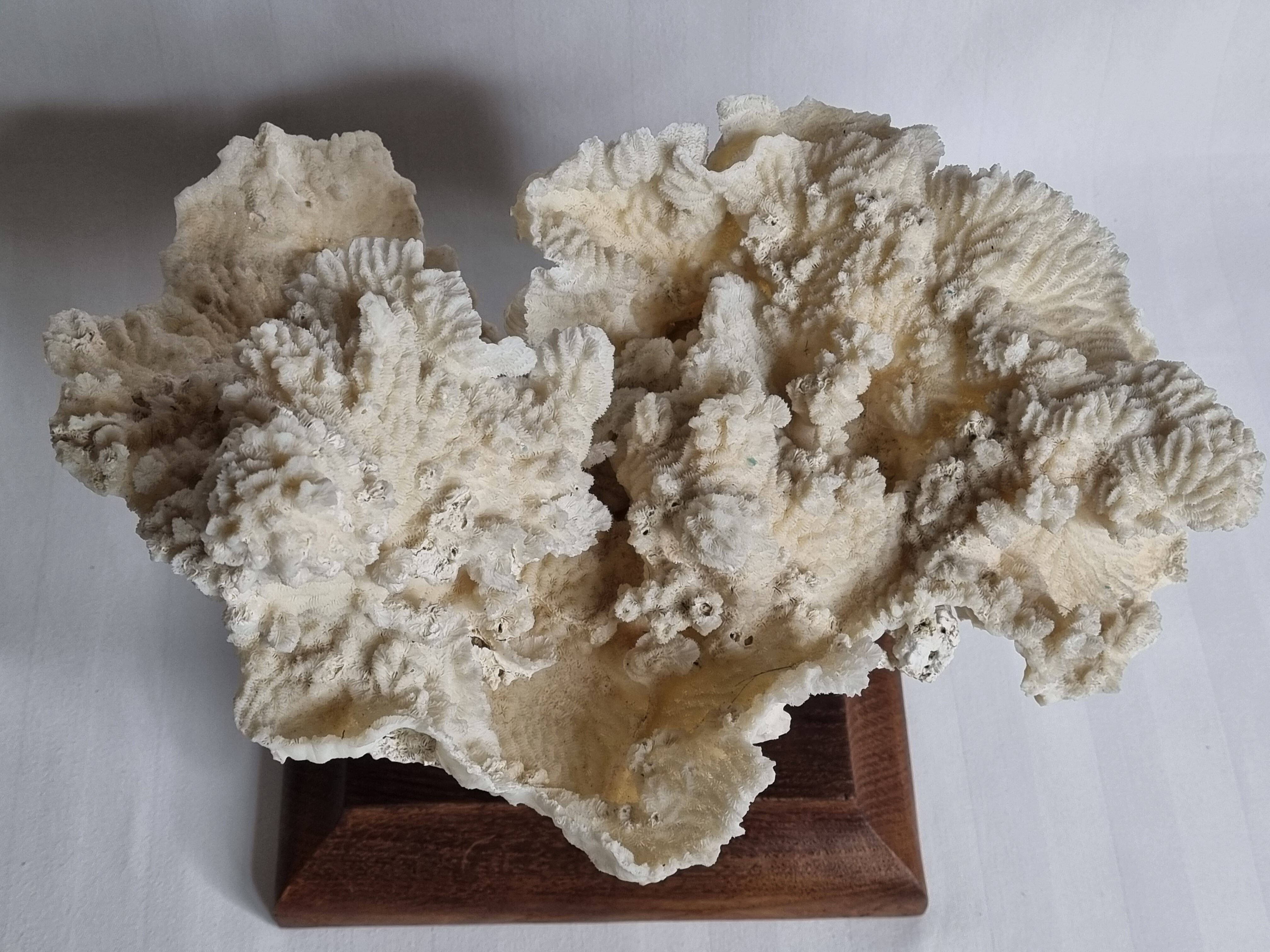 Old whole white coral on solid wood support, 34 cm