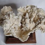 Ancien corail blanc entier sur support en bois massif, 34 cm