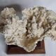 Ancien corail blanc entier sur support en bois massif, 34 cm