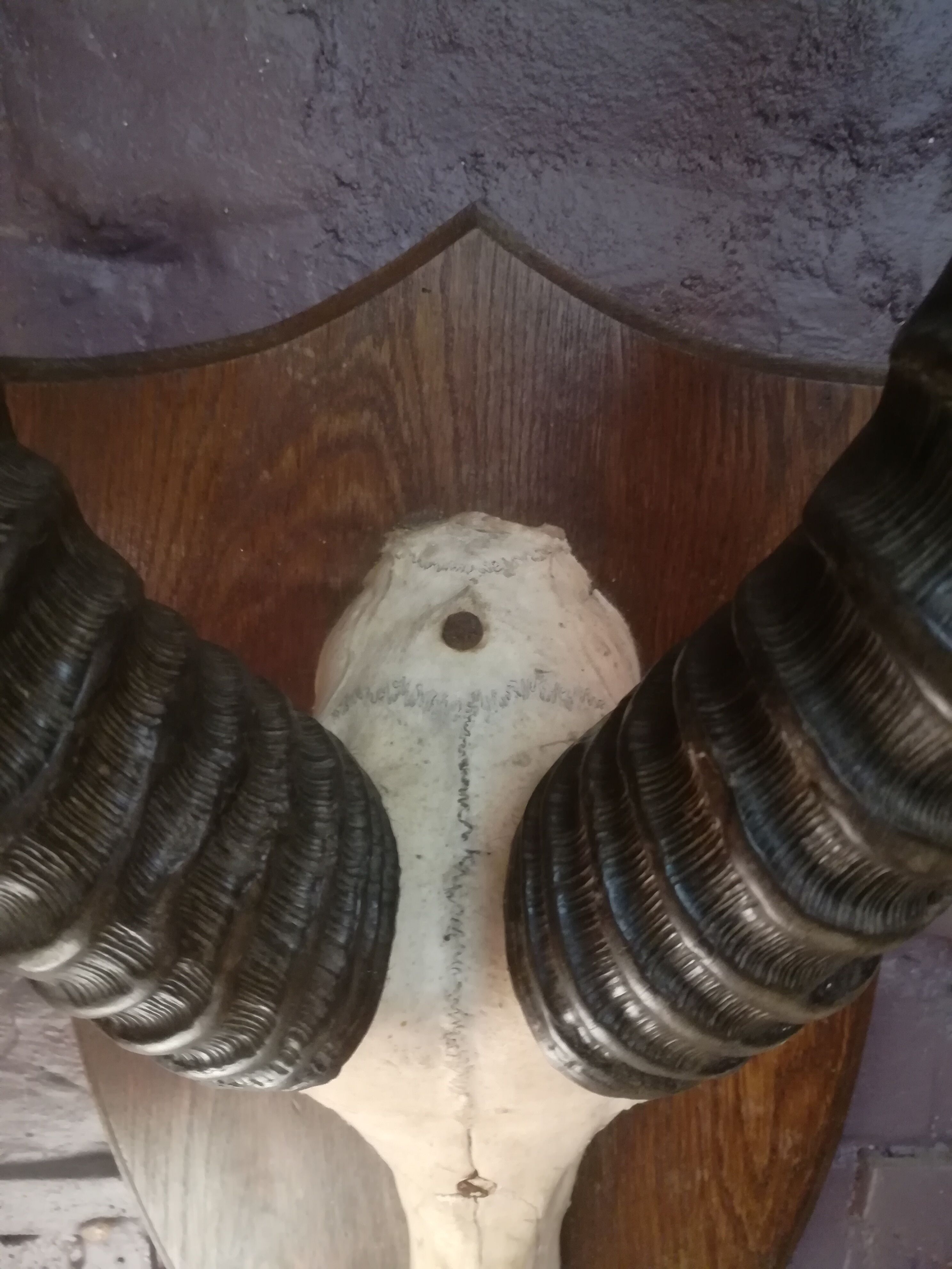 Antelope trophy massacre