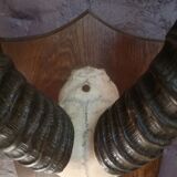 Antelope trophy massacre