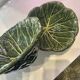 Lot 2 bols choux barbotine