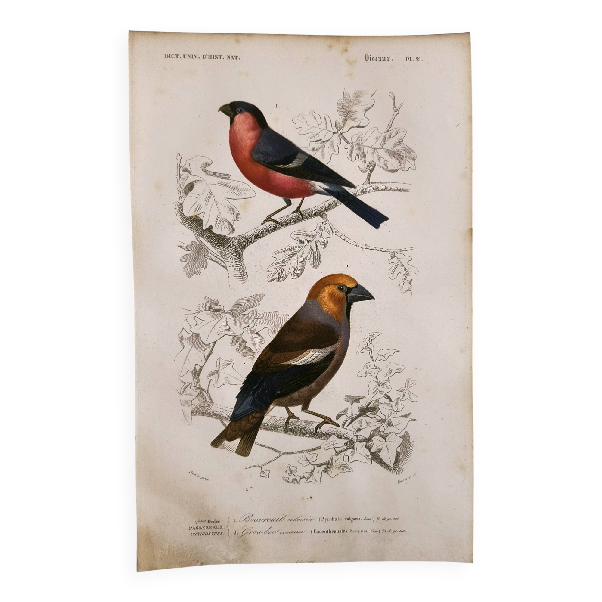 Antique engraving from 1849. Bullfinch and Grosbeak. Travies. Orbigny bird