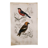 Antique engraving from 1849. Bullfinch and Grosbeak. Travies. Orbigny bird