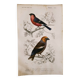 Antique engraving from 1849. Bullfinch and Grosbeak. Travies. Orbigny bird