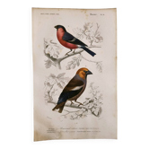 Antique engraving from 1849. Bullfinch and Grosbeak. Travies. Orbigny bird