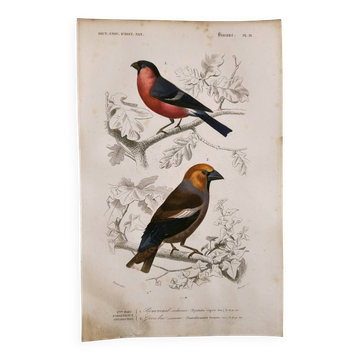 Gravure ancienne de 1849. Bouvreuil et Gros-Bec. de Travies. oiseau orbigny