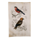 Antique engraving from 1849. Bullfinch and Grosbeak. Travies. Orbigny bird