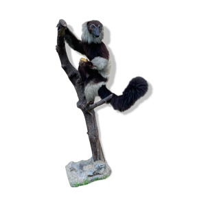 Taxidermie Vari noir-et-blanc