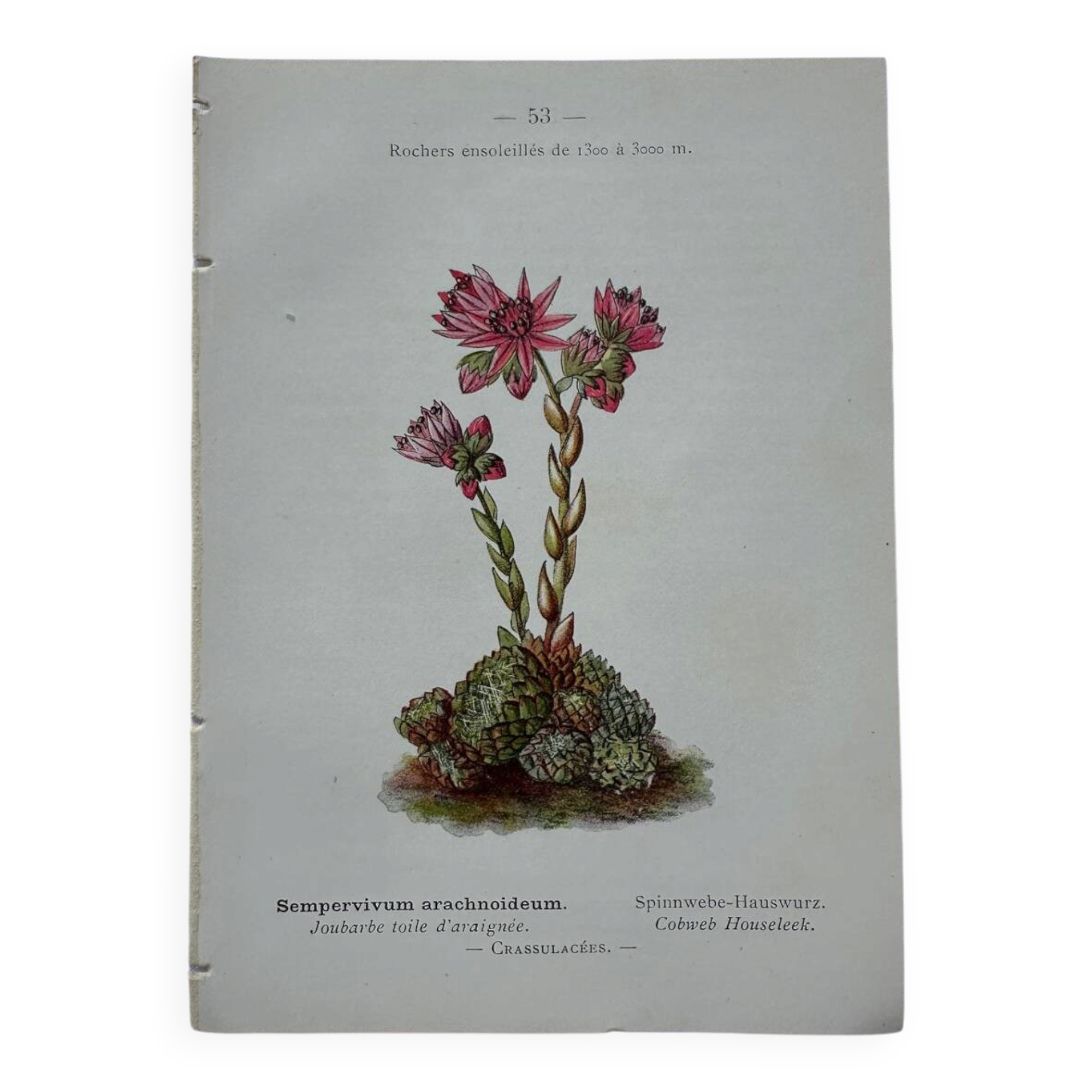 Botanical engraving 18th century French naturalist plate double-sided