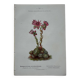 Botanical engraving 18th century French naturalist plate double-sided