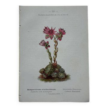 Gravure botanique 18eme planche naturaliste française double face
