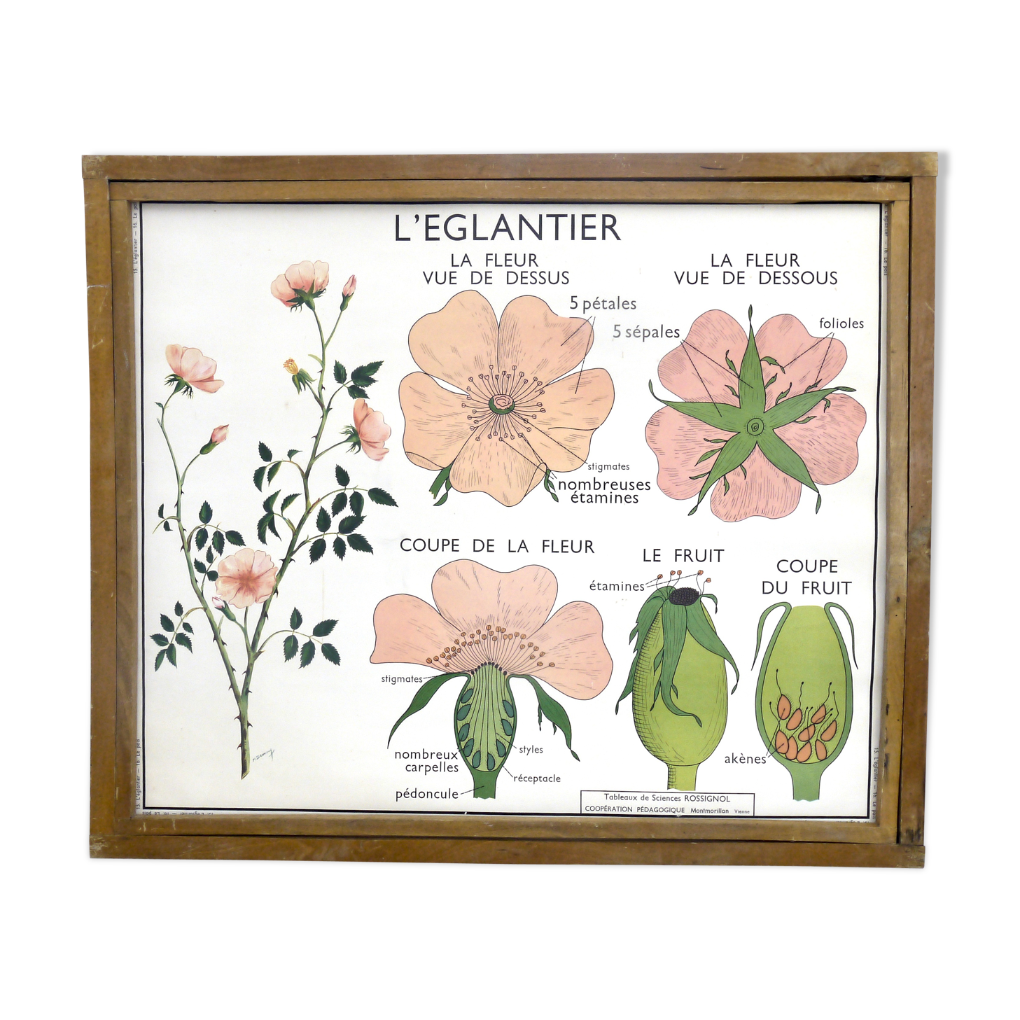 Displays educational Nightingale  l'eglantier and peas