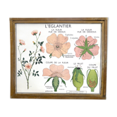 Displays educational Nightingale  l'eglantier and peas