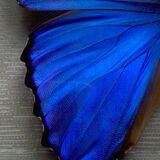 Blue butterfly under frame