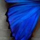 Blue butterfly under frame