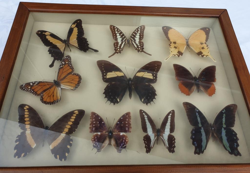 Showcase frame 10 world butterflies naturalized vintage 1970's