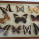 Showcase frame 10 world butterflies naturalized vintage 1970's