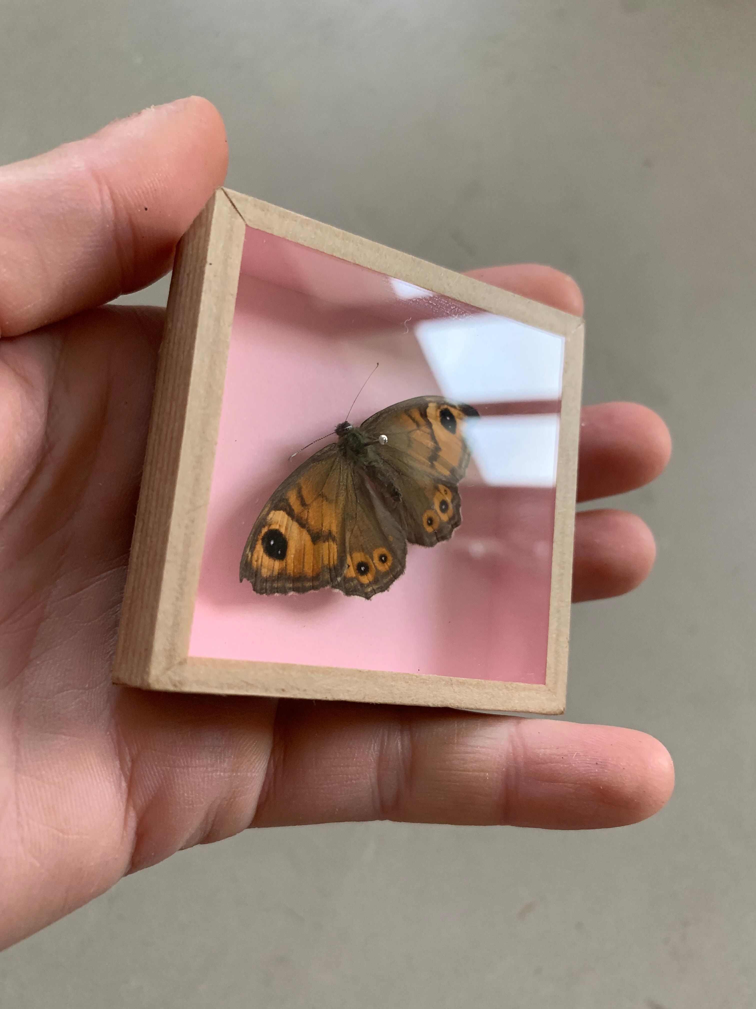 Butterfly naturalized under glass