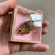Butterfly naturalized under glass