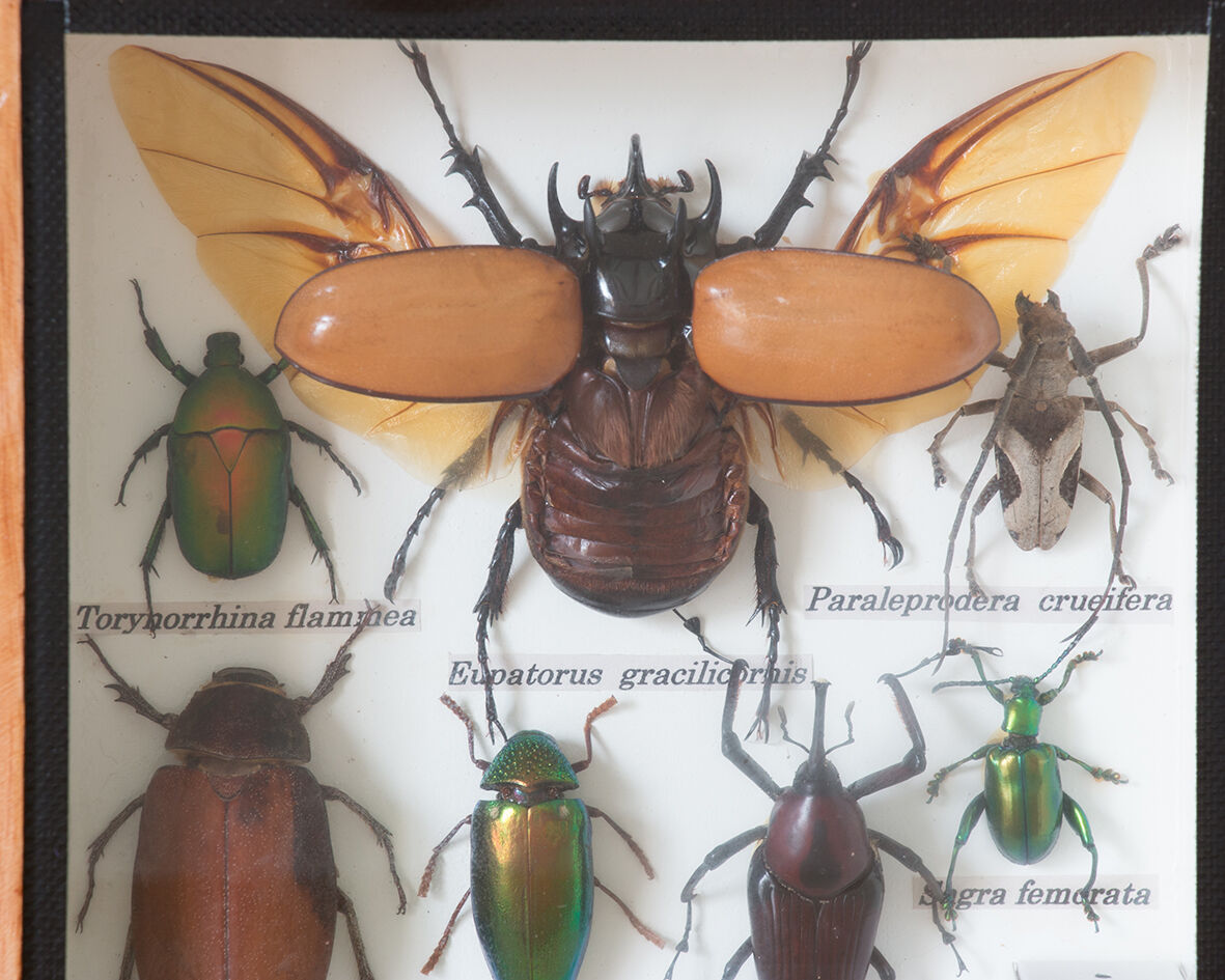 Naturalized insects entomology