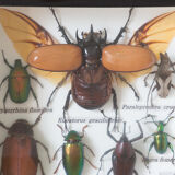 Naturalized insects entomology