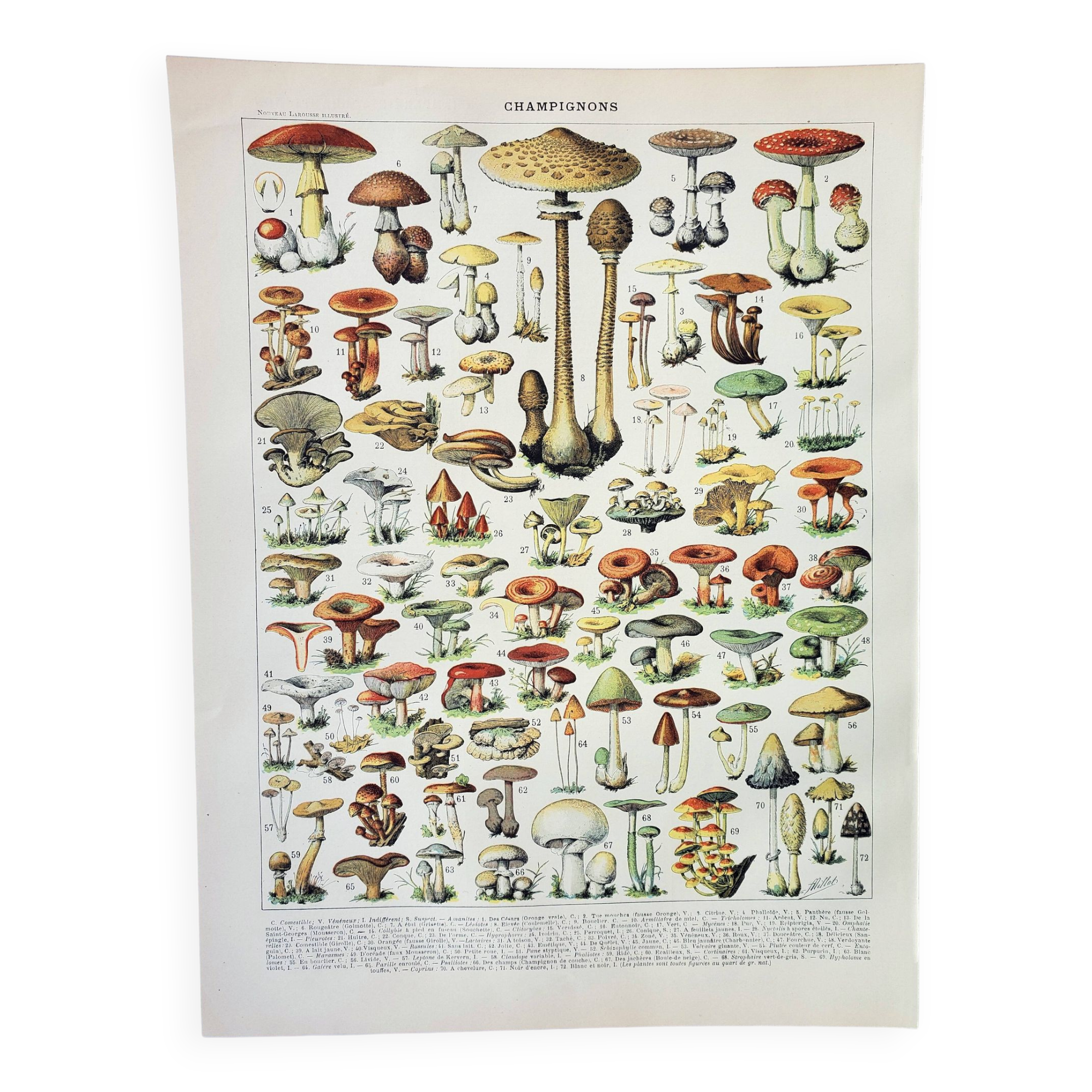 Old engraving 1898, Mushrooms 1, picking • Lithograph, Original plate
