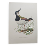 Planche vintage oiseaux année soixante - Vanneau Huppé - Illustration zoologie et ornithologique