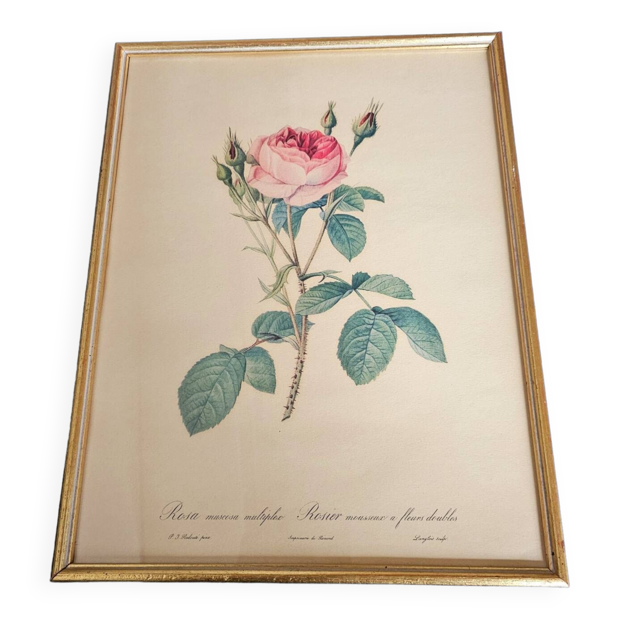 Sparkling rose frame pj Redouté