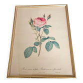 Cadre Rosier mousseux p.j Redouté