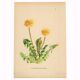 Illustration de 1948, Fleurs des prés, pissenlit par Strache