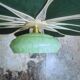 Suspension glass globe and petals in linen and rattan