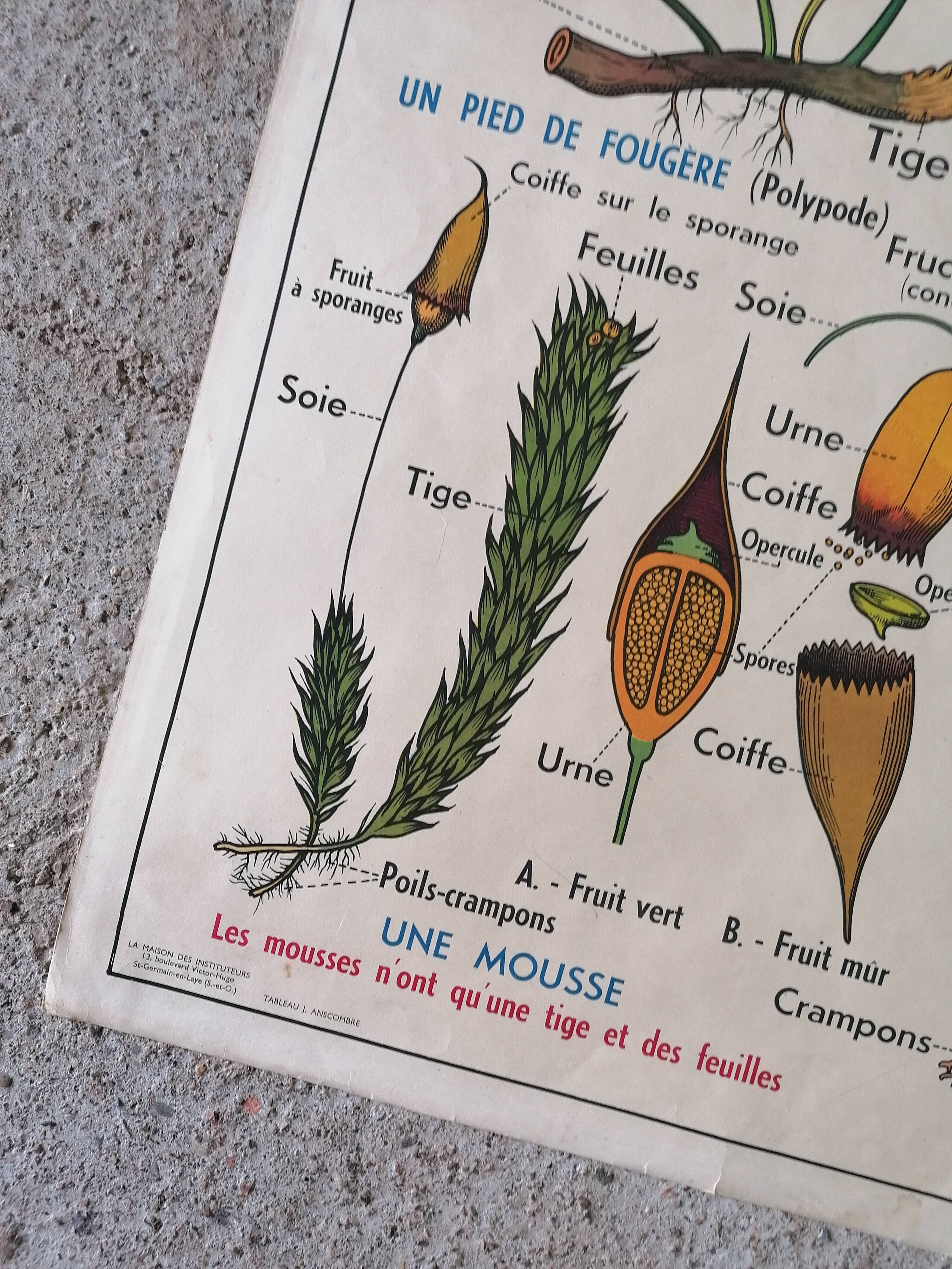 Old MDI school poster: Plants without flowers & Wheat, grasses.