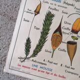 Old MDI school poster: Plants without flowers & Wheat, grasses.