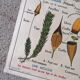 Old MDI school poster: Plants without flowers & Wheat, grasses.