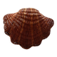 Wicker shell