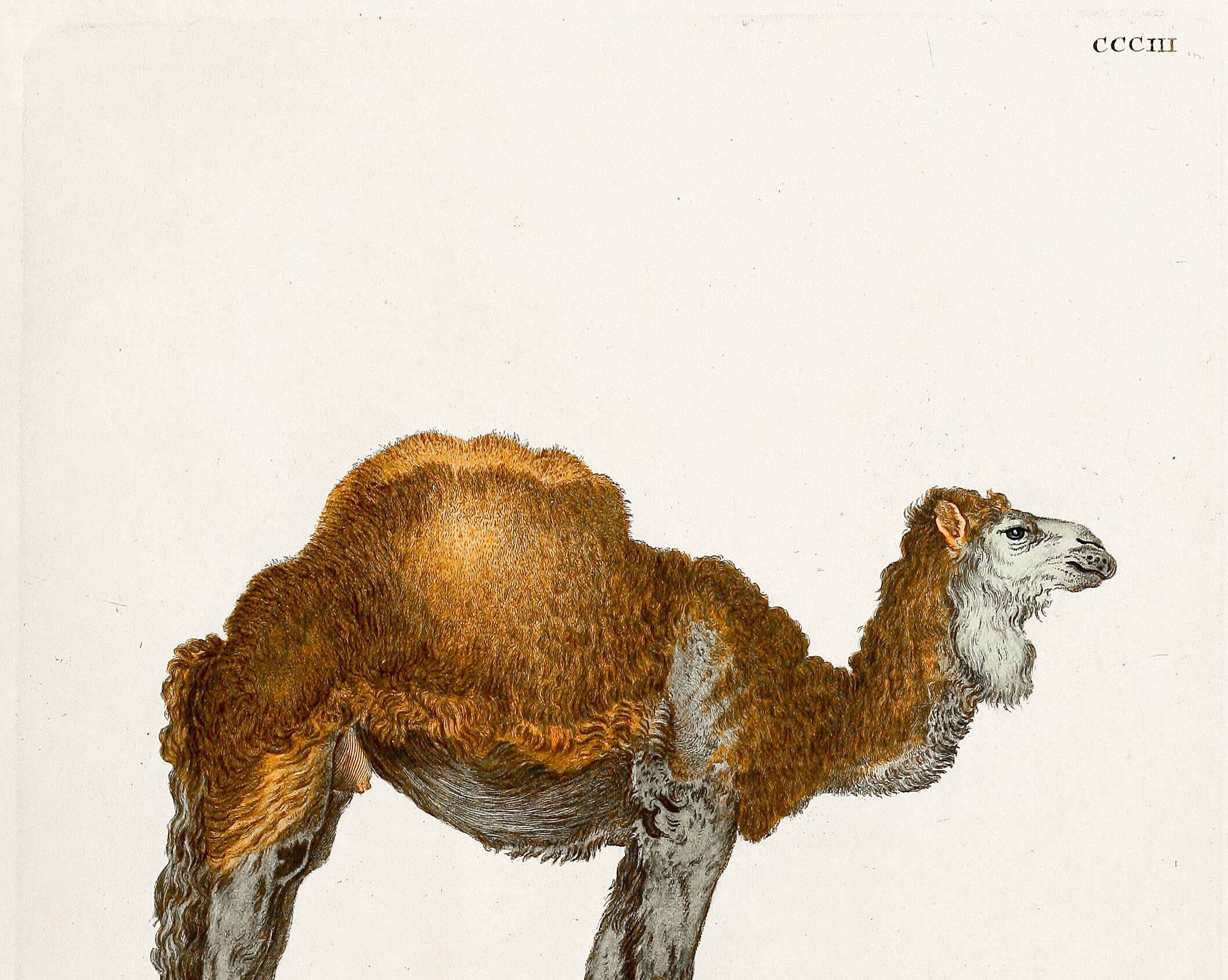 Affiche sur le dromadaire, d'après une gravure ancienne de 1774.