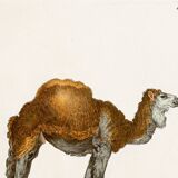 Affiche sur le dromadaire, d'après une gravure ancienne de 1774.