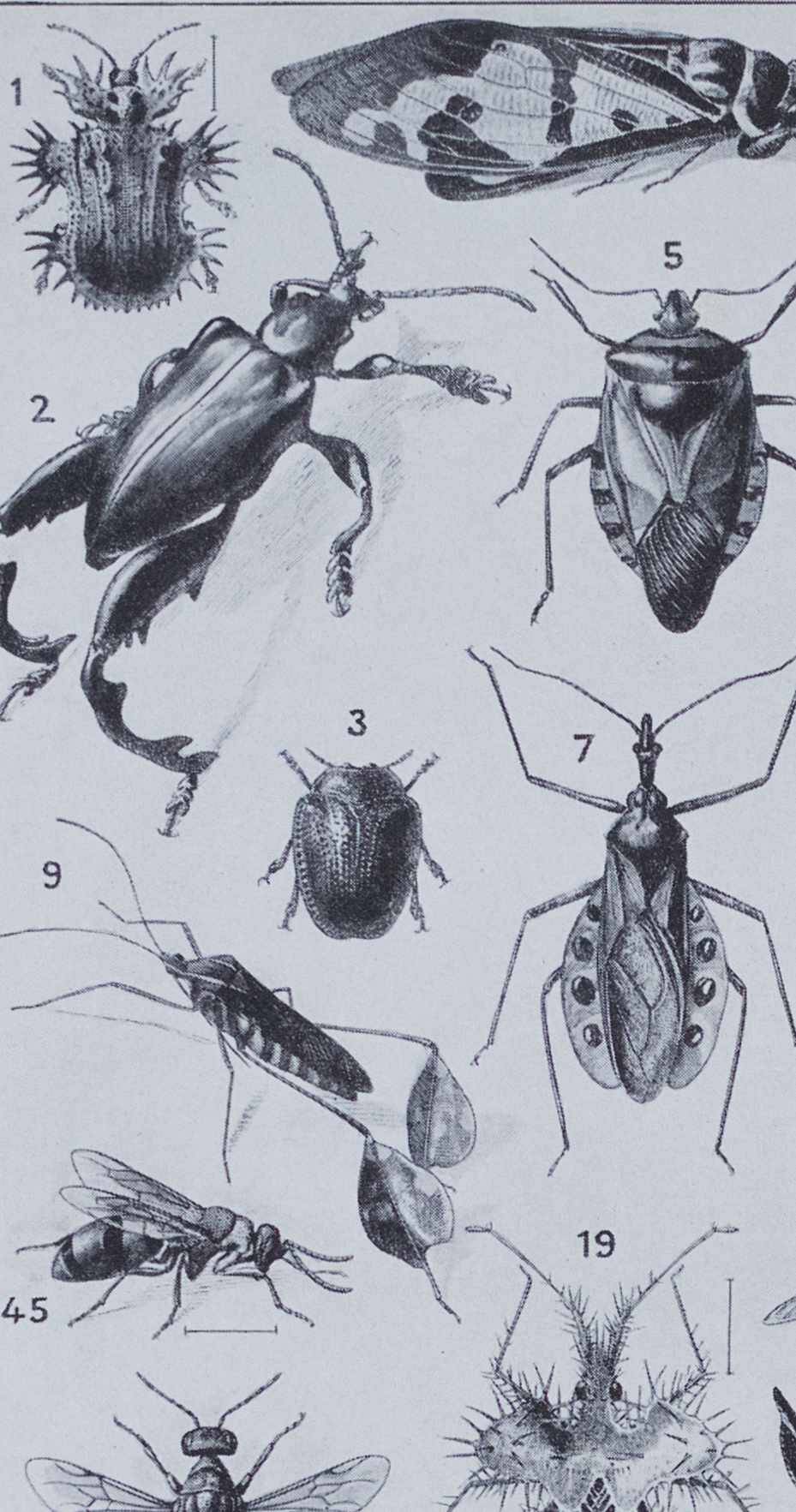 Original plate from 1930: insects, the art of scientific detail.