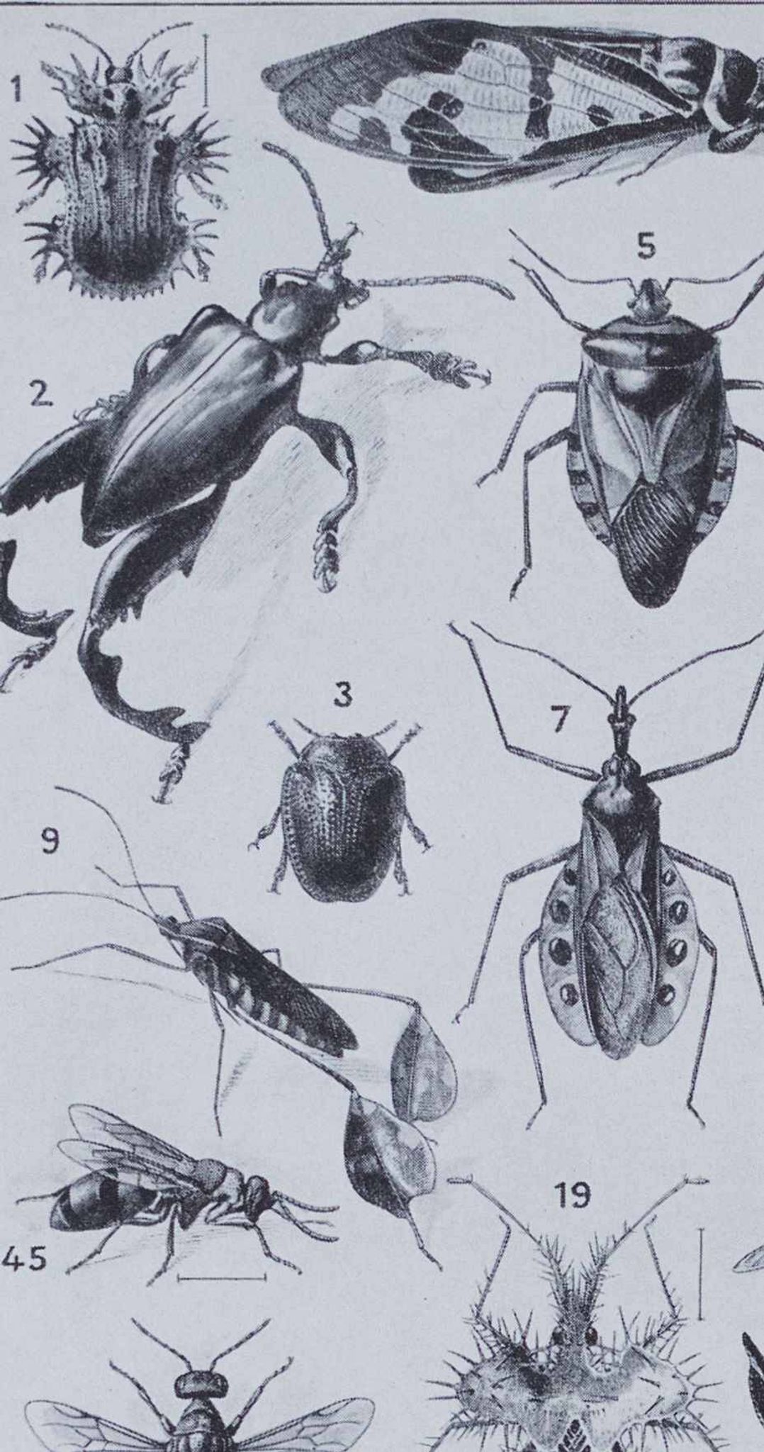 Original plate from 1930: insects, the art of scientific detail.