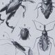 Original plate from 1930: insects, the art of scientific detail.