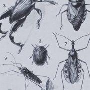 Original plate from 1930: insects, the art of scientific detail.
