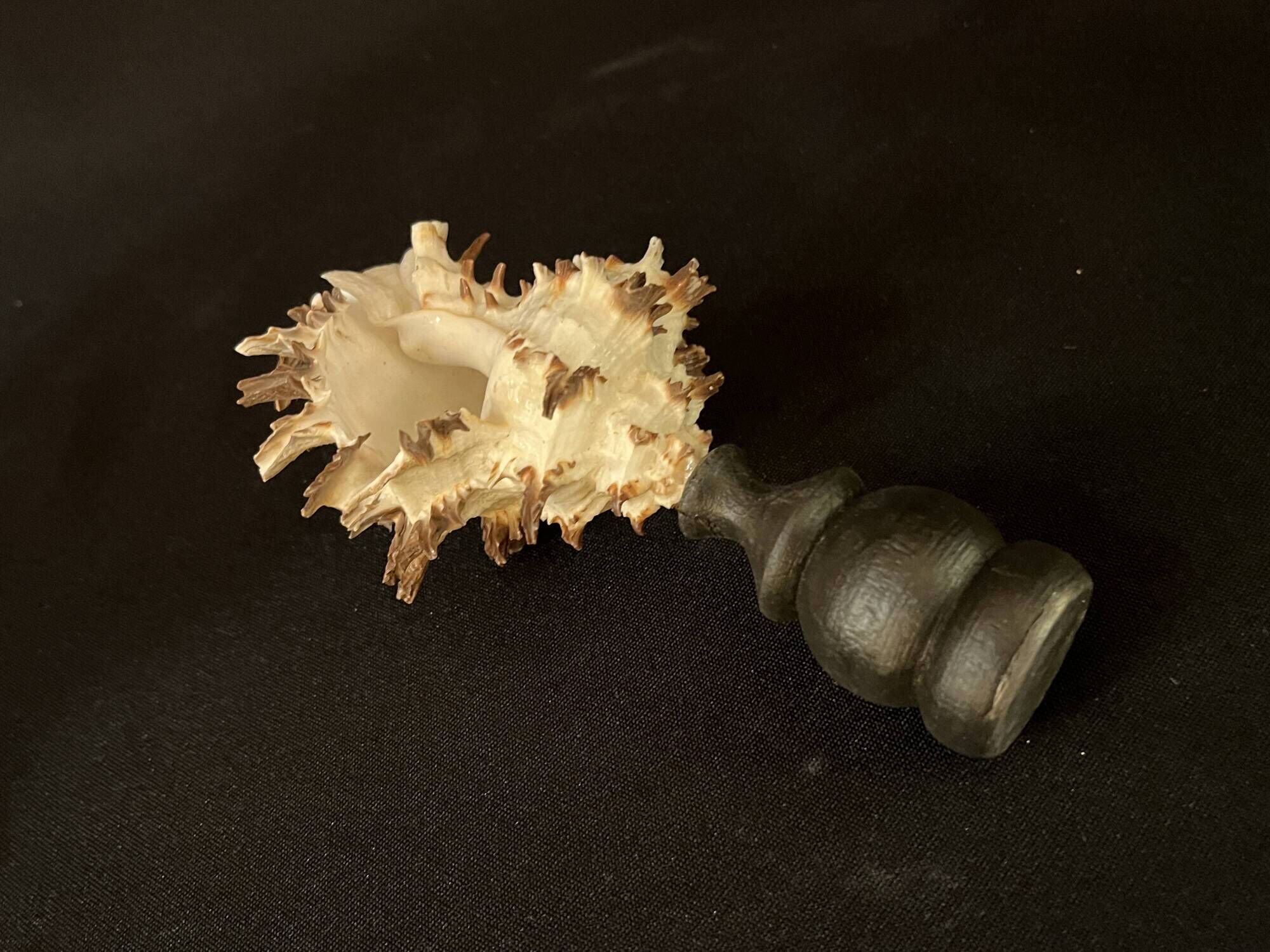 Hexaplex Cichoreum shell on turned wooden base, old cabinet of curiosities on foot